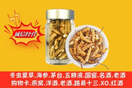 潢川县回收散虫草