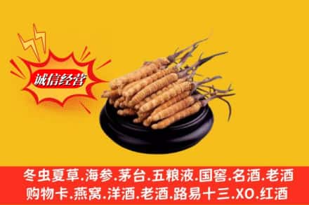 潢川县名酒回收冬虫夏草.jpg